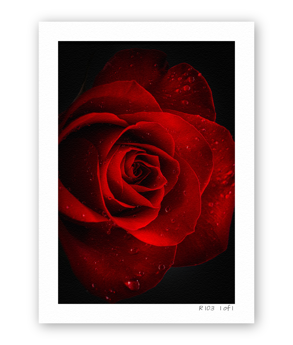 Ember Bloom R103