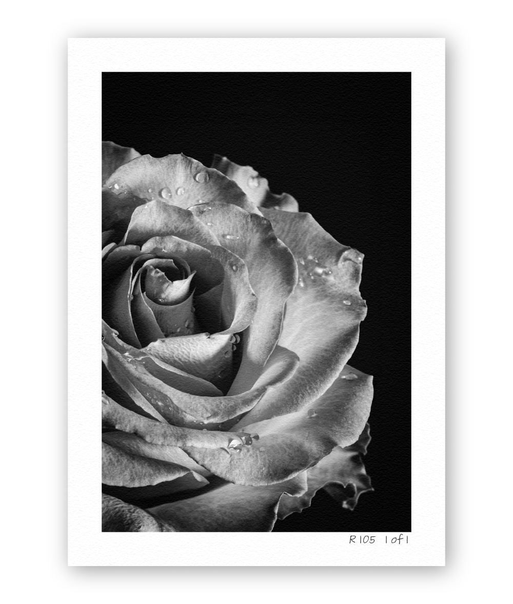 Silent Luminary R105