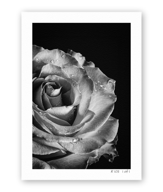 Silent Luminary R105